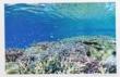 北島清隆ポストカード　「石垣島の珊瑚礁」