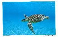北島清隆ポストカード　「海がめ」