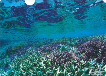 北島清隆クリアファイル　「アクアリウム」