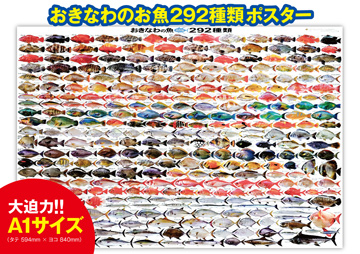おきなわのお魚292種類 A1ヨコ ポスター【大型】