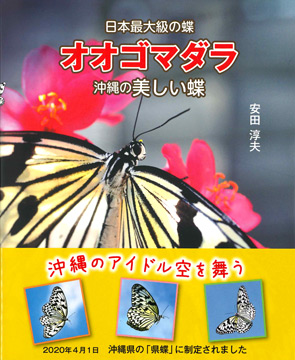 日本最大級の蝶 オオゴマダラ 沖縄の美しい蝶