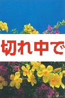 北島清隆ポストカード　「アリアケカズラとブーゲンビレア」