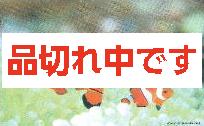 北島清隆ポストカード　「カクレクマノミ」