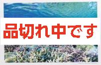 北島清隆ポストカード　「石垣島の珊瑚礁」