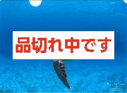 北島清隆クリアファイル　「ウミガメ」