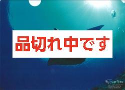 北島清隆クリアファイル　「マンタ」