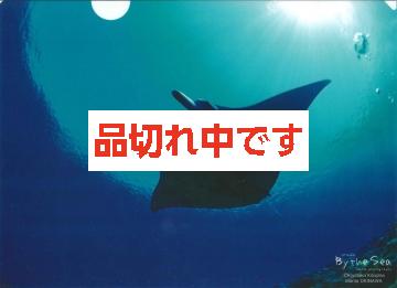 北島清隆クリアファイル　「マンタ」