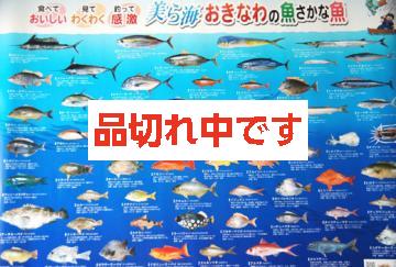 県魚ポスター「美ら海　おきなわの魚さかな魚」ラミネート加工【大型】
