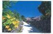 北島清隆ポストカード 「竹富カズラ」