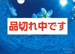 北島清隆クリアファイル 「プルメリア」